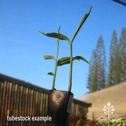 Zingiber - Edible Ginger -Garden Plant Store apo edible ginger tubestock