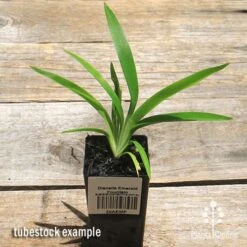 Dianella Emerald Fountain -Garden Plant Store apo emerald fountain dianella tubestock top