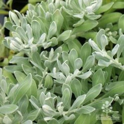 Eremophila Blue Horizon - Emu Bush -Garden Plant Store apo eremophila blue horizon foliage