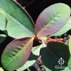 Eucalyptus Olida - Strawberry Gum -Garden Plant Store apo eucalyptus olida purple