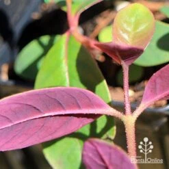 Eucalyptus Olida - Strawberry Gum -Garden Plant Store apo eucalyptus olida purple leaf