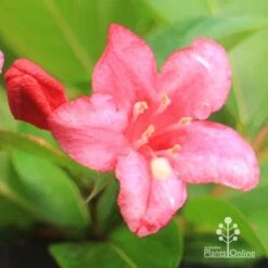 Weigela Eva Rathke -Garden Plant Store apo eva rathke weigela flower close