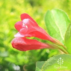 Weigela Eva Rathke -Garden Plant Store apo eva rathke weigela flowerbuds