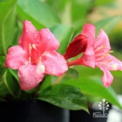 Weigela Eva Rathke -Garden Plant Store apo eva rathke weigela flowers 1