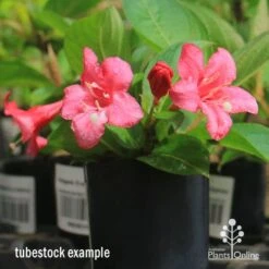 Weigela Eva Rathke -Garden Plant Store apo eva rathke weigela tubestock flowering
