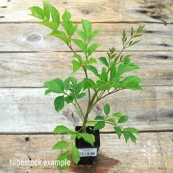 Radermachera Everlasting Beauty -Garden Plant Store apo everlasting beauty radermachera tubestock top