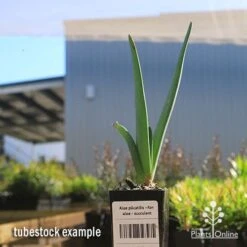 Aloe Plicatilis - Fan Aloe - Succulent -Garden Plant Store apo fan aloe tubestock