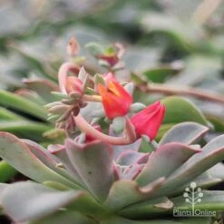 Echeveria Fantastic Fountain - Succulent -Garden Plant Store apo fantastic fountain flower