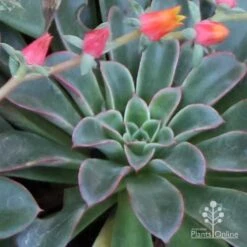Echeveria Fantastic Fountain - Succulent -Garden Plant Store apo fantastic fountain fountaining