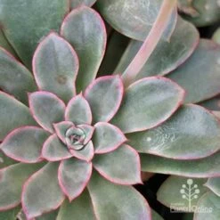 Echeveria Fantastic Fountain - Succulent -Garden Plant Store apo fantastic fountain leaf colour