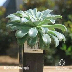 Echeveria Fantastic Fountain - Succulent -Garden Plant Store apo fantastic fountain tubestock
