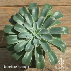 Echeveria Fantastic Fountain - Succulent -Garden Plant Store apo fantastic fountain tubestock top perfect