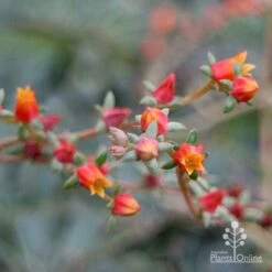 Echeveria Fantastic Fountain - Succulent -Garden Plant Store apo fantasticfountain flowers