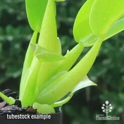 Philodendron Fat Boy -Garden Plant Store apo fat boy tubestock stems