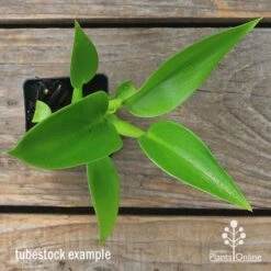 Philodendron Fat Boy -Garden Plant Store apo fat boy tubestock top