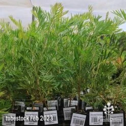 Grevillea Ned Kelly 15 Grevillea Ned Kelly -Garden Plant Store apo feb ned kelly