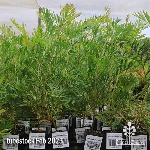 Grevillea Ned Kelly 3 Grevillea Ned Kelly - Image 3