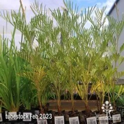 Grevillea Sandra Gordon -Garden Plant Store apo feb sandra gordon