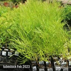 Grevillea Yamba Sunshine -Garden Plant Store apo feb yamba sunshine