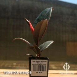 Ficus Elastica Burgundy - Rubber Plant -Garden Plant Store apo ficus burgundy rubber plant tubestock