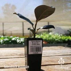 Ficus Elastica Burgundy - Rubber Plant -Garden Plant Store apo ficus burgundy tubestock