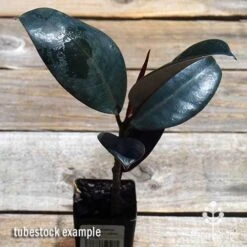 Ficus Elastica Burgundy - Rubber Plant -Garden Plant Store apo ficus burgundy tubestock top