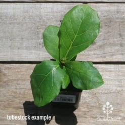 Ficus Lyrata - Fiddle Leaf Fig -Garden Plant Store apo fiddleleaf fig tubestoc top