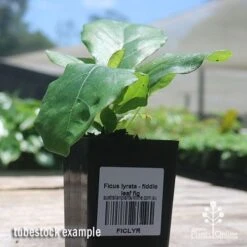Ficus Lyrata - Fiddle Leaf Fig -Garden Plant Store apo fiddleleaf fig tubestock