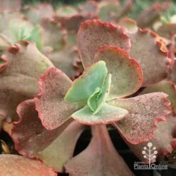 Echeveria Fire And Ice - Succulent -Garden Plant Store apo fire and ice