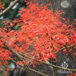 Illawarra Flame Tree - Brachychiton -Garden Plant Store apo flame tree flowers