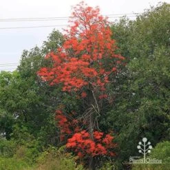 Illawarra Flame Tree - Brachychiton -Garden Plant Store apo flame tree nursery hedge