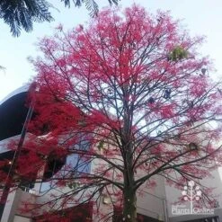 Illawarra Flame Tree - Brachychiton -Garden Plant Store apo flame tree rsl