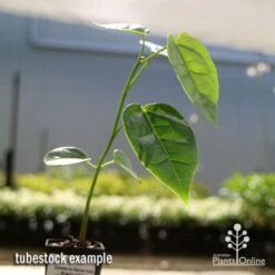 Illawarra Flame Tree - Brachychiton -Garden Plant Store apo flame tree tubestock