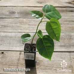 Illawarra Flame Tree - Brachychiton -Garden Plant Store apo flame tree tubestock top