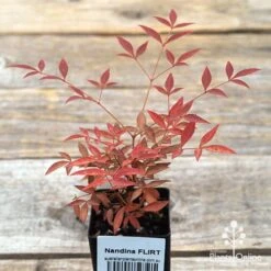 Nandina FLIRT 7 Nandina FLIRT -Garden Plant Store apo flirt tubestock top