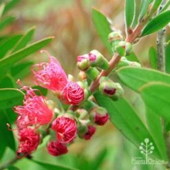 Callistemon Fluro Burst -Garden Plant Store apo fluro burst buds