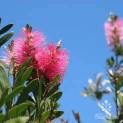 Callistemon Fluro Burst -Garden Plant Store apo fluro burst flower blue sky