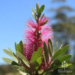 Callistemon Fluro Burst -Garden Plant Store apo fluro burst flower sunshine