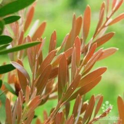 Callistemon Fluro Burst -Garden Plant Store apo fluro burst foliage close