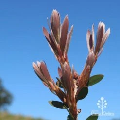 Callistemon Fluro Burst -Garden Plant Store apo fluro burst new winter leaf