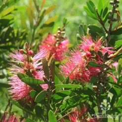 Callistemon Fluro Burst -Garden Plant Store apo fluro burst sunlit