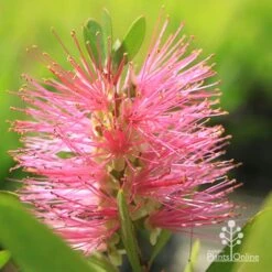 Callistemon Fluro Burst -Garden Plant Store apo fluroburst callistemon flower