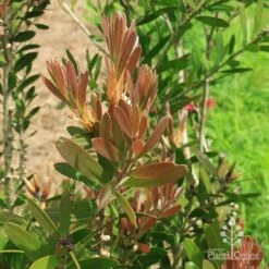 Callistemon Fluro Burst -Garden Plant Store apo fluroburst leaf colour