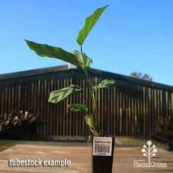 Calathea Freddy -Garden Plant Store apo freddy tubestock tall