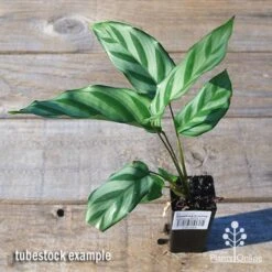 Calathea Freddy -Garden Plant Store apo freddy tubestock top
