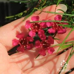 Chamelaucium Free Spirit - Waxflower -Garden Plant Store apo free spirit deep pink