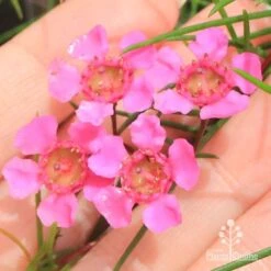 Chamelaucium Free Spirit - Waxflower -Garden Plant Store apo free spirit flower closeup