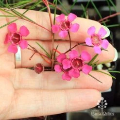 Chamelaucium Free Spirit - Waxflower -Garden Plant Store apo free spirit flower size