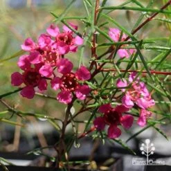 Chamelaucium Free Spirit - Waxflower -Garden Plant Store apo free spirit magenta