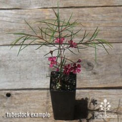 Chamelaucium Free Spirit - Waxflower -Garden Plant Store apo free spirit waxflower tubestock